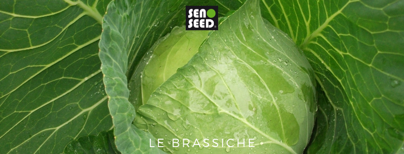 brassiche - seno seed
